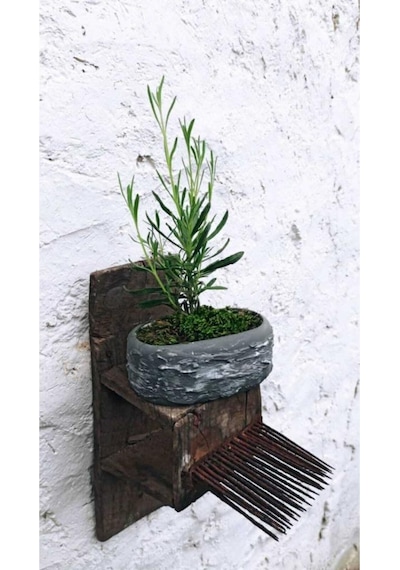 Saksıda Lavanta Fidesi Fidanı 10-20 Cm
