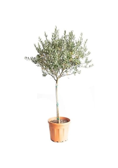 Thebestonline Tijli Zeytin Ağacı