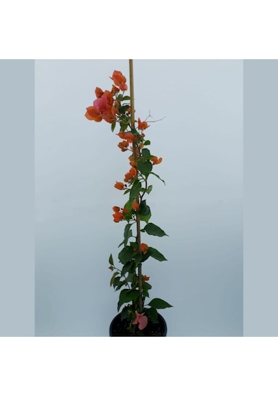 Videolu Turuncu Begonvil 90- 110 Cm 1 Adet Saksılı Çiçekli Bahçe Teras Bitkisi Bougainvillea