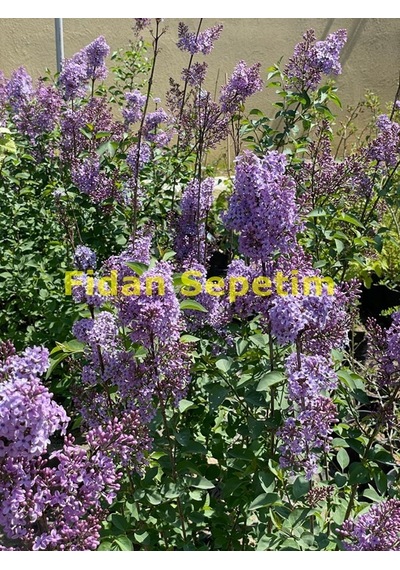 2 Yaş Leylak Fidanı Syringa Chinensis