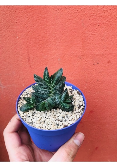 Gasteria Pillansii Sukulent
