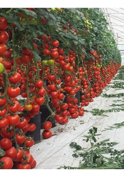 Nadir Ithal Mis Kokulu Sırık Domates Tohumu Ekim Seti 5 Tohum Saksı Toprak Kombin