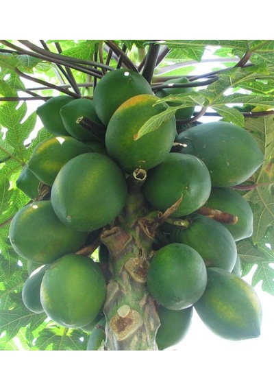 2 YAŞ TÜPLÜ CARACİA PAPAYA MEYVE FİDANI 100-130 CM