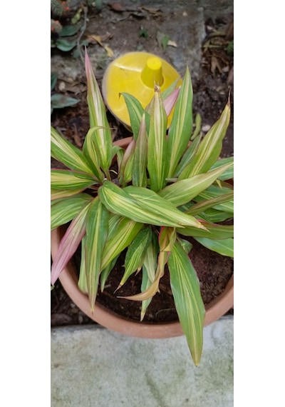 Cordyline Fruticosa Saksılı Salon Bitkisi