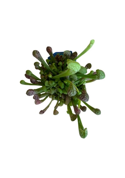 Sarracenia Psittacina Sinek Kapan Etobur Bitki
