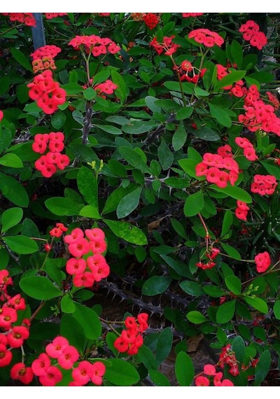 Videolu Kırmızı Milli Dikenler Tacı 1 Adet Saksılı 15-30 Cm Kaktüs Iç Mekan Bitkisi Euphorbia