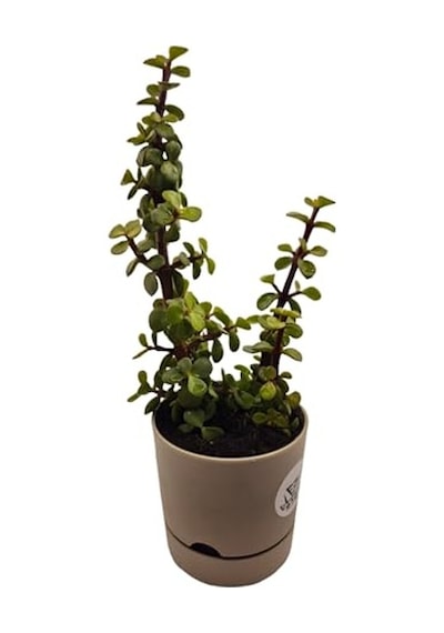 Para Çiçeği Crassula Ovata Canlı Bitki, Saksılı, 10cm Çap, 25cm Yükseklik, Karışık Renkli Saksı, Hediye Kutu Diğer