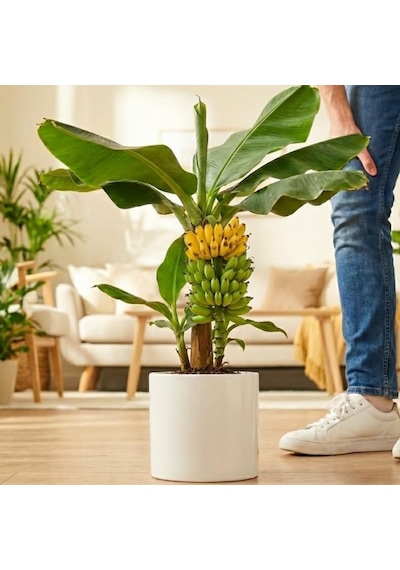 Truly Tiny Dünyanın En Küçük Muz Fidanı - Saksıda Meyve Veren Bodur Muz Ağacı 30-50 Cm