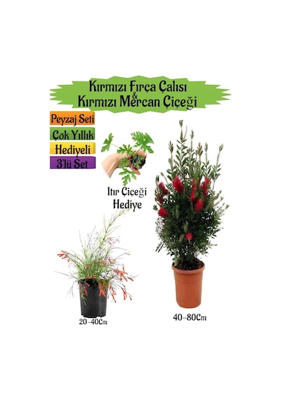 Kırmızı Fırça Çalısı+kırmızı Mercan Çiçeği+ıtır Çiçeği Hediyeli Peyzaj Seti