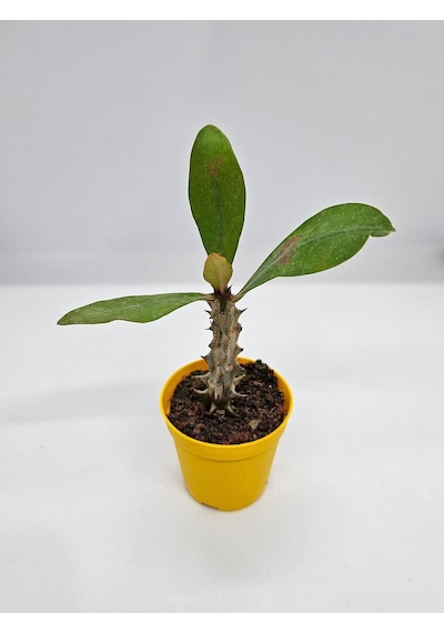 Tayland Milii - Dikenler Tacı İri Açık Pembe Çiçek Açan Bitki Boyu 5-7 Cm'dir 5.5cm Saksılı