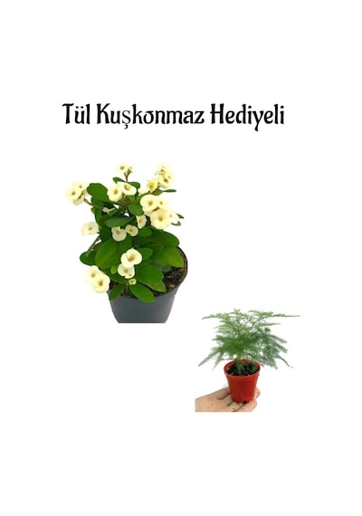 Öğretmenler Gününe Özel Beyaz Renk Milli Dikenler Tacı Çiçeği Tül Kuşkonmaz Hediyeli