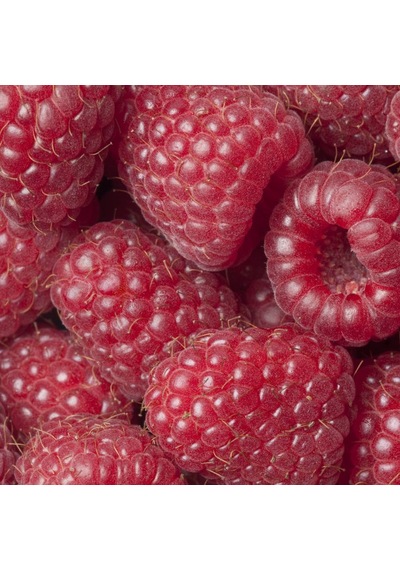 3 Lü Ahududu Fidanı Seti 1 Yaşında Rubus İdaeus Bahçeniz İçin