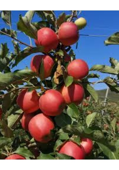 Galaval Elma Fidanı Tam Bodur 2 Yaş