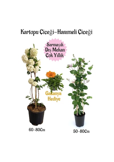 Kartopu Çiçeği 1 Adet +hanıme Çiçeği 1 Adet+turuncu Gazanya Saksılı Bahçe Seti