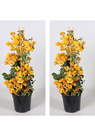 2 Adet Sarı Renk Begonvil Çiçeği 30-40 Cm Saksılı Çiçekli Bodur Bitkiler "bougainvillea"