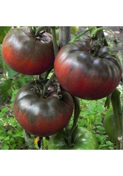 Black From Tula Siyah Kırmızı Domates Tohumu 15 Tohum