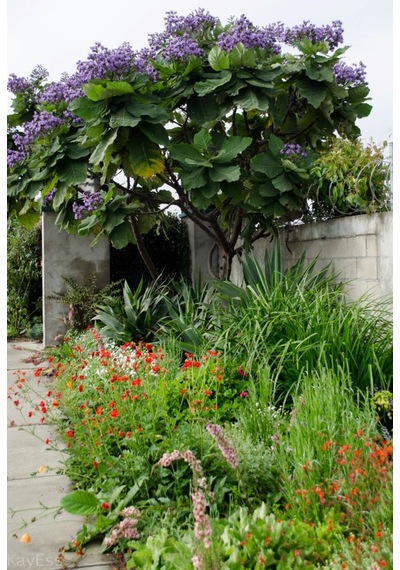 Paulownia Çin Kavağı Fidanı 15-20 Cm Saksılı