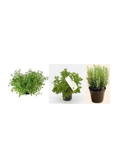 Aromatik Bitki Seti Kekik Itır Biberiye 3 Lü Set
