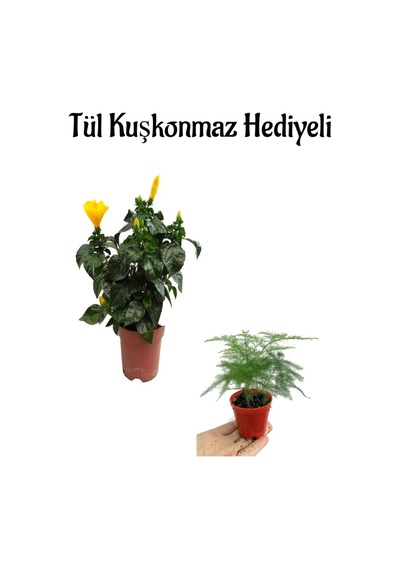 Anneler Gününe Özel Sarı Renk Japon Gülü Çiçeği Tül Kuşkonmaz Hediyeli