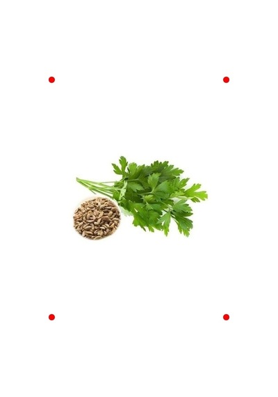 İri Yapraklı Maydanoz Tohumu - 10 Gram