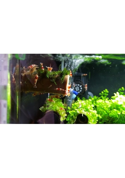 Moss Vantuzlu Kamışa Tutturulmuş Karides Yuvası Ve Üretim Kamı