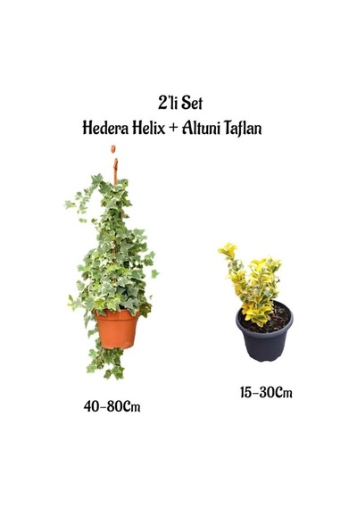 Beyaz Alacalı Hedera Helix Duvar Sarmaşığı+altuni Taflan 2'li Bahçe Seti