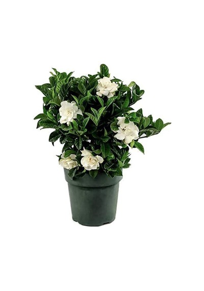 Videolu 1 Adet Müthiş Kokulu Gardenya Çiçeği 20-40 Cm Saksılı Iç Mekan Bitkileri Gardenia