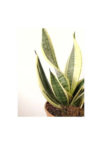 Sarı Çizgili Paşa Kılıcı Sansevieria 10-20 Cm