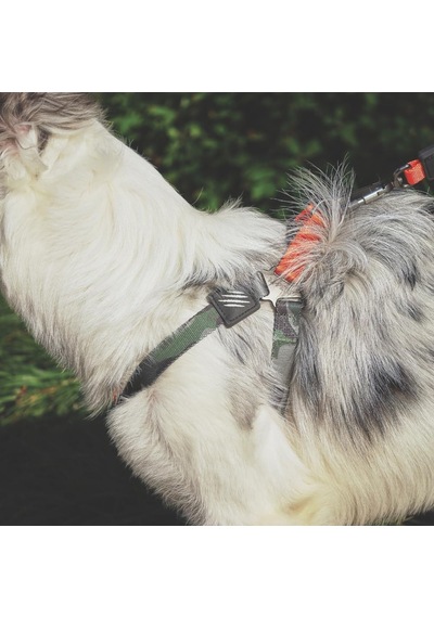 M-pets Wıld Jungle Harness S Çok Renkli