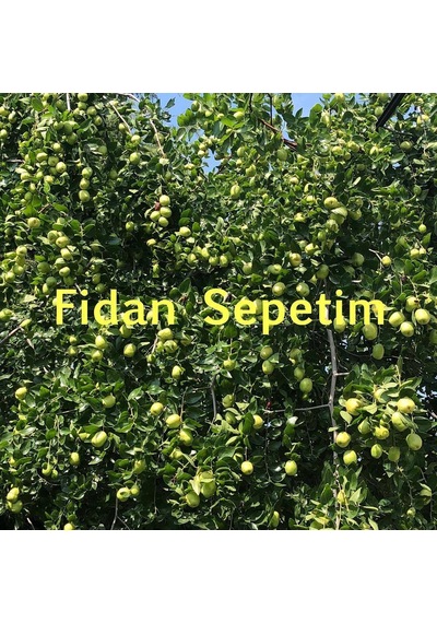 4 Yaş Aşılı İri Meyveli Hünnap Fidanı
