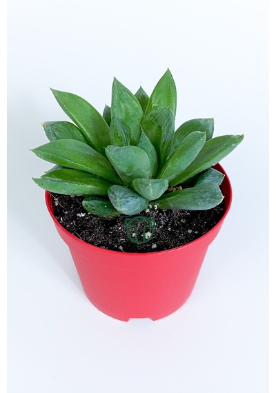 Haworthia Cuspidata Yıldız Sukulent Star Window Yeşil Gül 8.5 Cm