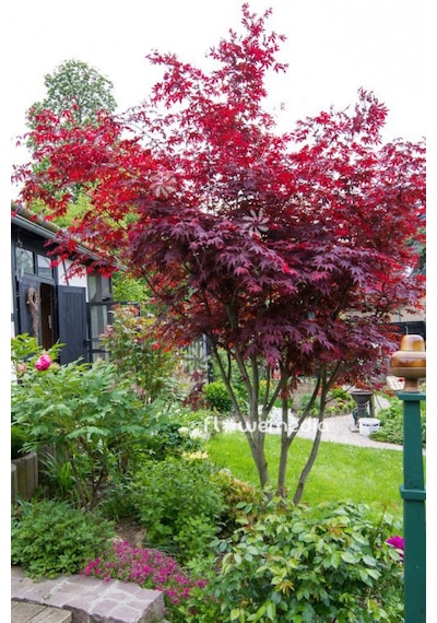 "kırmızı Yapraklı Japon Akçaağaç Fidanı - 40-50 Cm,