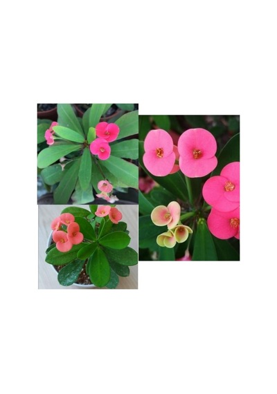 Pembe Japon Iğnesi Dikenler Tacı Euphorbia Milii 10-20 Cm