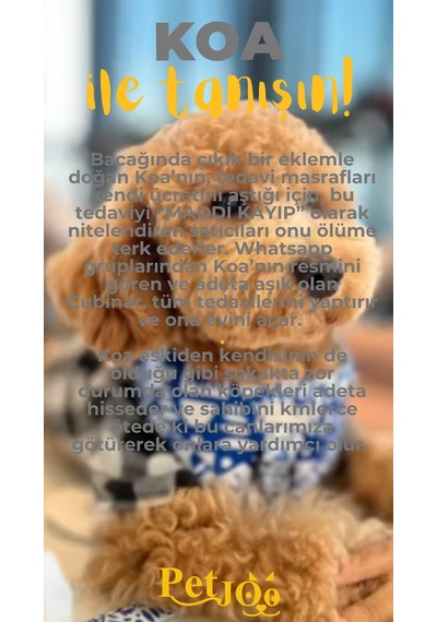 Petjoo 14.Koa Sarı-Gri Qr'lı Köpek Künyesi