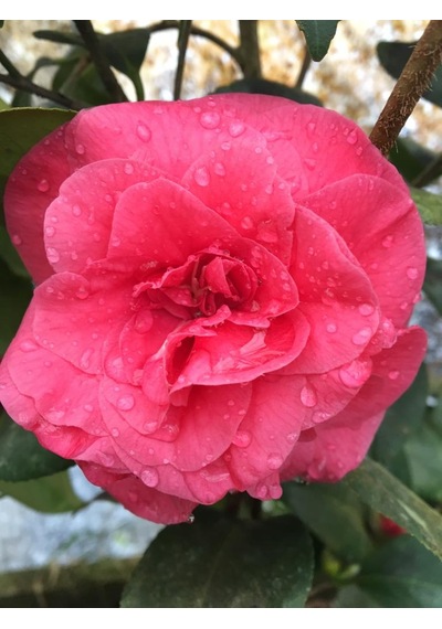 Kamelya Çiçeği - Camelia Japonica Kırmızı