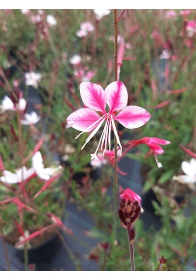 Gaura 2 Adet Lindheimeri Gavura Çiçeği 20-30cm Kırmızı Beyaz