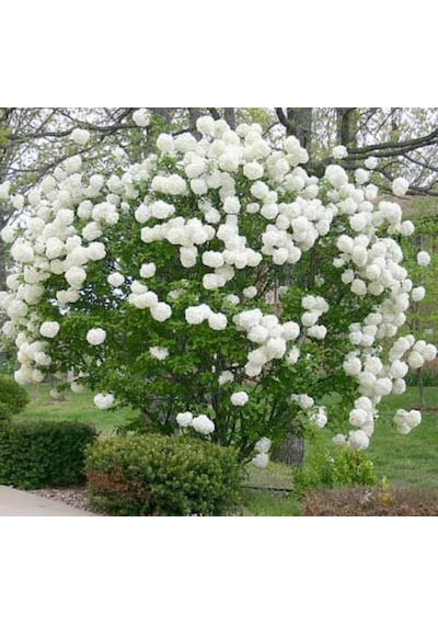 Çınar Kartopu Çiçeği 50 80 Cm Tüplü