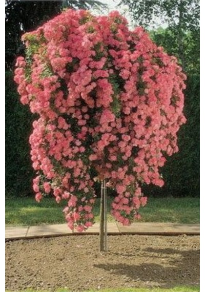 Karmen Pembe Sarmaşık Gül Saksılı Dikime Hazır 15-30cm