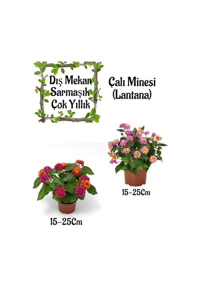 Fuşya Sarı Çalı Minesi 1 Adet+ Pembe Çalı Minesi 1 Adet Saksılı Bahçe Seti