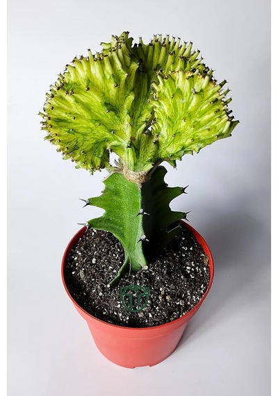 Tr Euphorbia Cristata Variegata Koleksiyon Kaktüs Canlı Bitki