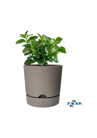 Toxa Begonya Saksı Tabaklı Drenajlı Mat Plastik Çiçek Saksısı 4 Adet, 9 Litre, 25cm, Bej Diğer