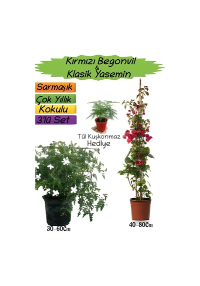 Kırmızı Renk Begonvil+kokulu Klasik Yasemin+tül Kuşkonmaz 3'lü Peyzaj Seti