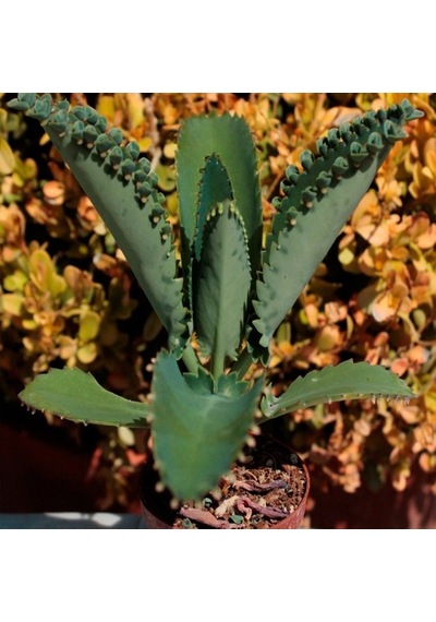 Aşkın Gözyaşı Çiçeği Mini Kalanchoe Daigremontiana Fidanı 10-20 Cm