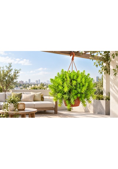 Makrome Sarı Sedum - Askılı Balkon Bitkisi