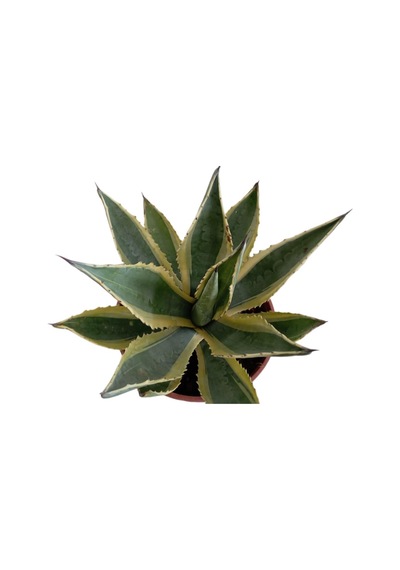 Agave Americano Bitkisi