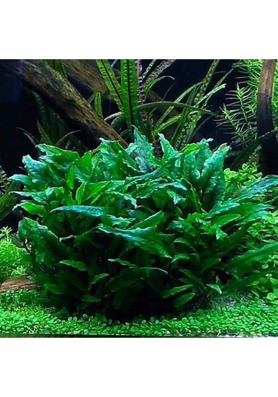 Cryptocoryne Wendtii Green Saksı Canlı Bitki