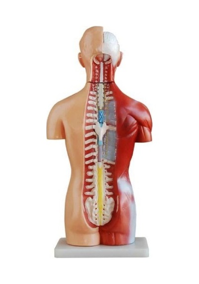 Ece İnsan Vücudu Modeli Torso 42cm 18 Parça Cinsiyetsiz Gerçekçi