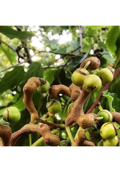 Japon Kuru Üzüm Şeker Ağacı Hovenia Dulcis Fidanı 2-3 Yaş Arası