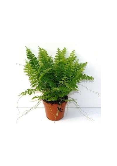 Aşk Merdiveni Nephrolepsis Exaltata 10-20 Cm