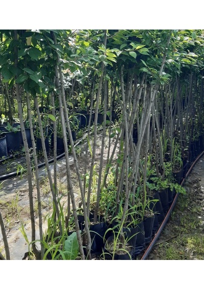 Muşmula Döngel 150-200 Cm Tüplü